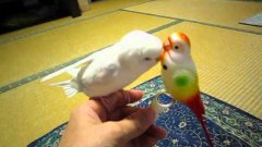 Parrot Plays With Toy Parrot