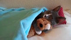 Cat And His Teddy Bear