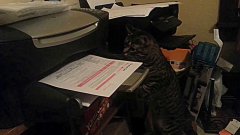 Cat vs printing paper