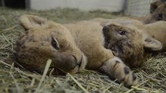 5-week-old lion cubs