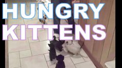 Hungry Kittens Climb Up Girl’s Leg