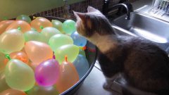 Cat Pops Water Balloons