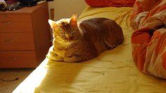 Cat Sunbathing On Bed Time Lapse