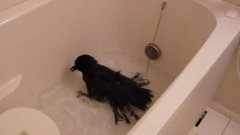 Crows Takes Bath In Tub
