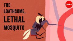 The Mosquito Explained Animation