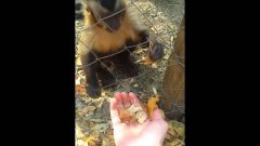 Monkey Teaches Human How To Crush Autumn Leaves