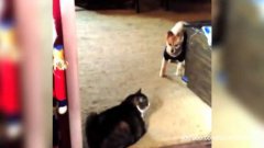 Cats Blocking Dogs From Passing Compilation