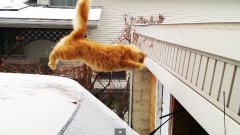 Waffles The Cat Slips On Ice And Fails Jump