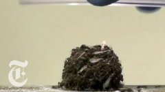The Incredible Physics of Ants