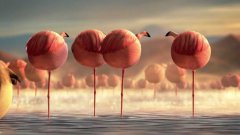 Rollin' Safari: Flamingos