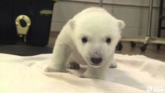 Polar Bear Cub’s First Steps
