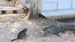 Cat Fights Two Alligators