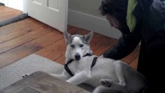 Husky Says No To Kennel