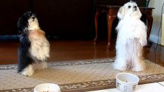 Dogs praying before meal