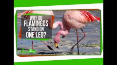 Why Do Flamingos Stand on One Leg?