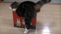 Cat Tries To Fit In Small Boxes