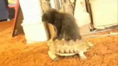 Kitten On Turtle Ride – Ridin’ Dirty