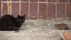 Rat Fights Cats Russian Video