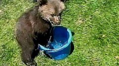 Bear Cub Plays In Bucket Of Water