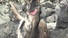 Penguin jumps on sea lion by accident