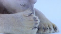 Polar bears flirting