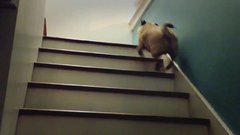 Pug climb stairs