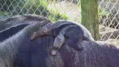 Baby Anteater On Mom’s Back