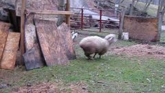 Bouncing Sheep Plays With Dog