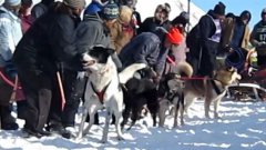 Dog Jumps Up And Down In Excitement To Start Sled Race