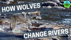 How Wolves Can Change Rivers For The Better