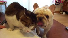 Bulldog Licks Cat