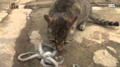 Cat vs. Octopus