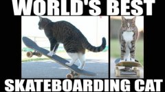 CAT Super Skateboarding Adventure!