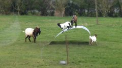Goats Playing On A Metal Ribbon