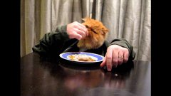 Cat Eating With Hands