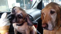 Two Dogs Share Ice Cream Cone