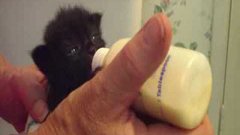 Kitten Wiggles Ears While Drinking