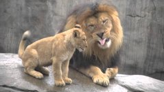 Lion cubs meet dad for first time