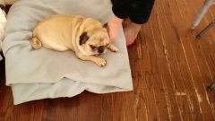 Deaf Pug Sings In Happiness When Owners Return Home