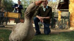 Old Man Is Transformed After Befriending Goose