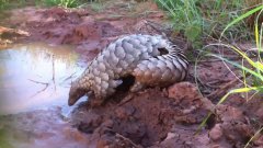 Adorable Pangolin Plays In The Mud