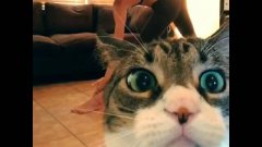 Cat Interrupts Yoga Recording