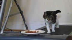 Motivating cat to exercise