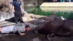 Coach Jim Harbaugh Does Push Ups With Walrus