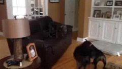 Excited Dog Jumps On The Furniture