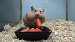 Hamster Hoarding Carrots