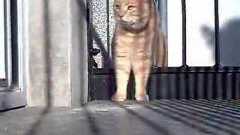 Fat Cat Squeezeing through Fence