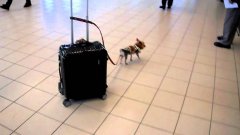 Tiny Yorkie Dog Pulls Carry-On Suitcase Through Airport