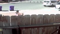 Cat Saves Boy From Dog