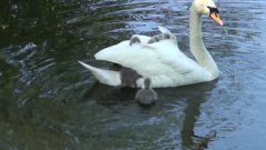 Baby swan's hitching a ride off mum